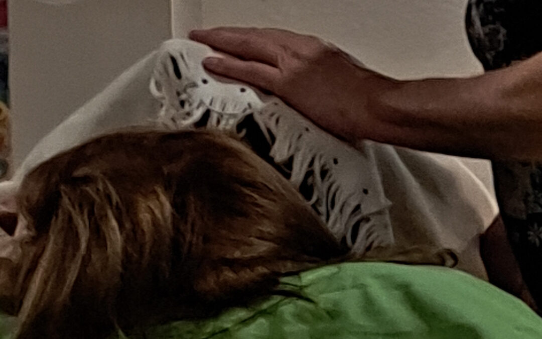 SOUL TOUCH – Futter für die Seele